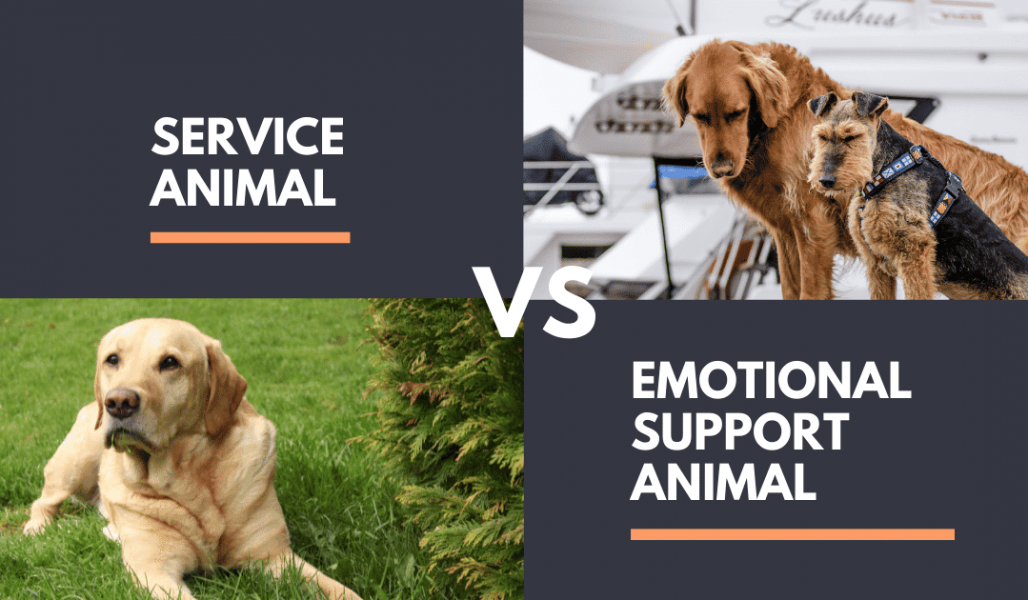 Service Animal Vs Emotional Support Animal Mental Health Center Of Service Animal Vs Emotional Support Animal Mental Health Center Of